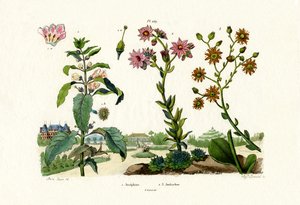 Héliotrope